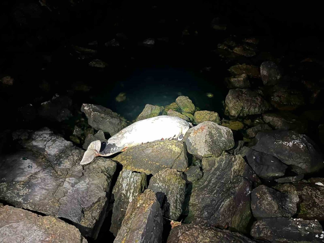 Kocaeli’de ölü yunus sahile vurdu