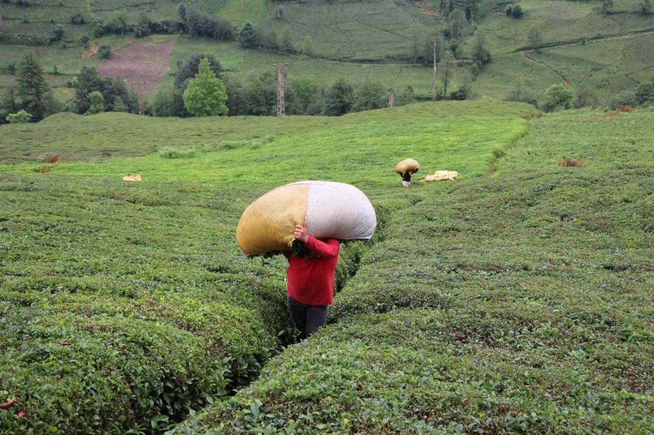 30 bin çay üreticisinin mağduriyeti giderildi