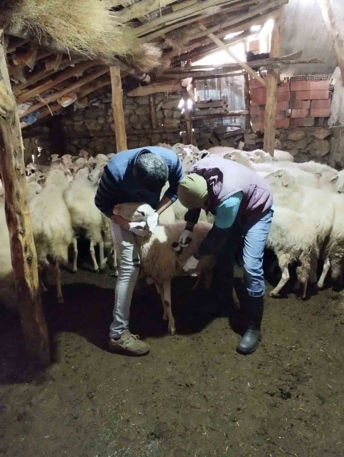 Hocalar’da hayvan hastalıklarıyla mücadele devam ediyor