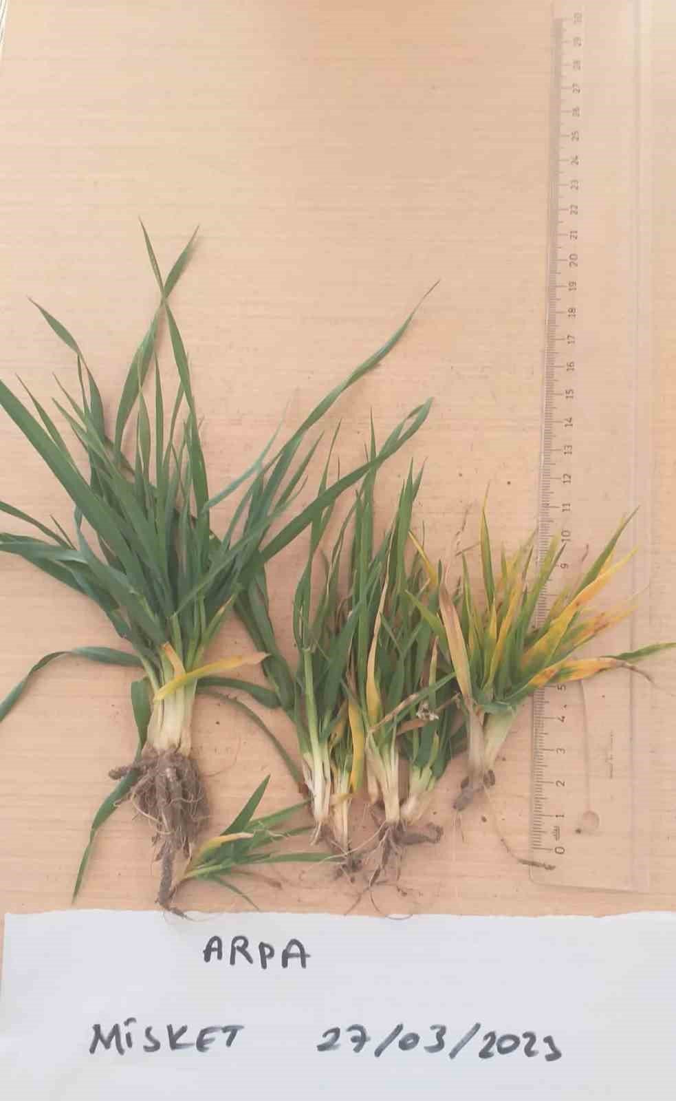 İscehisar’da arpa ve buğday verimliliği incelendi