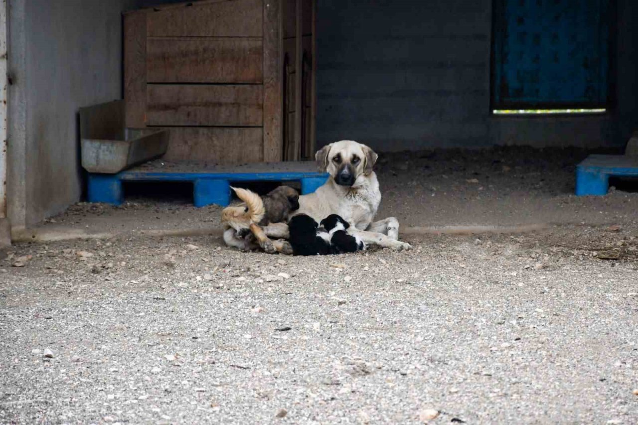 Biga Belediyesi’nden Kısırlaştırma Seferberliği