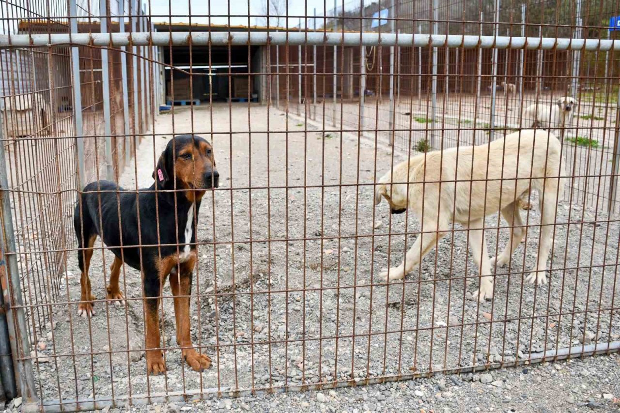 Biga Belediyesi’nden Kısırlaştırma Seferberliği
