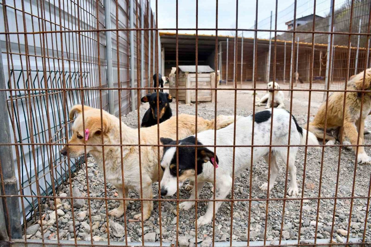 Biga Belediyesi’nden Kısırlaştırma Seferberliği