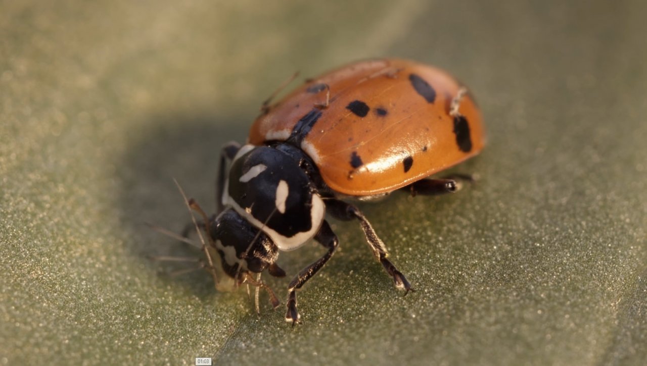 Laboratuvarda üretilecek uğur böcekleri yaprak bitine çözüm olacak