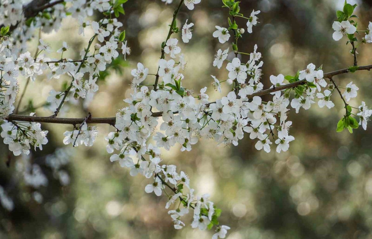 Keçiören’e bahar geldi