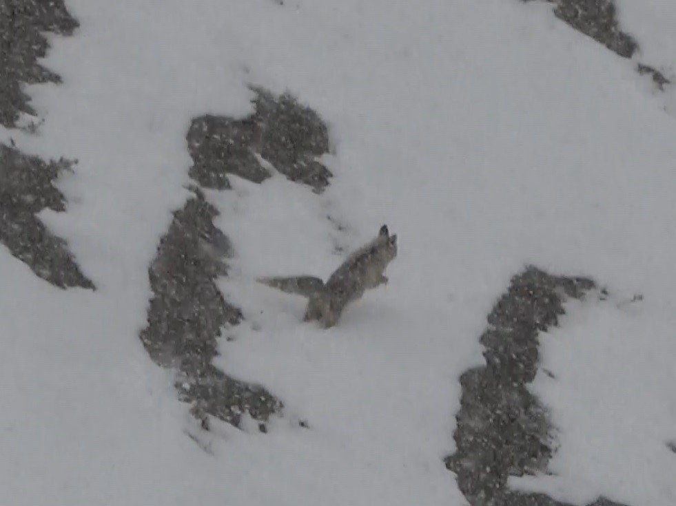 Yiyecek arayan tilki köye indi