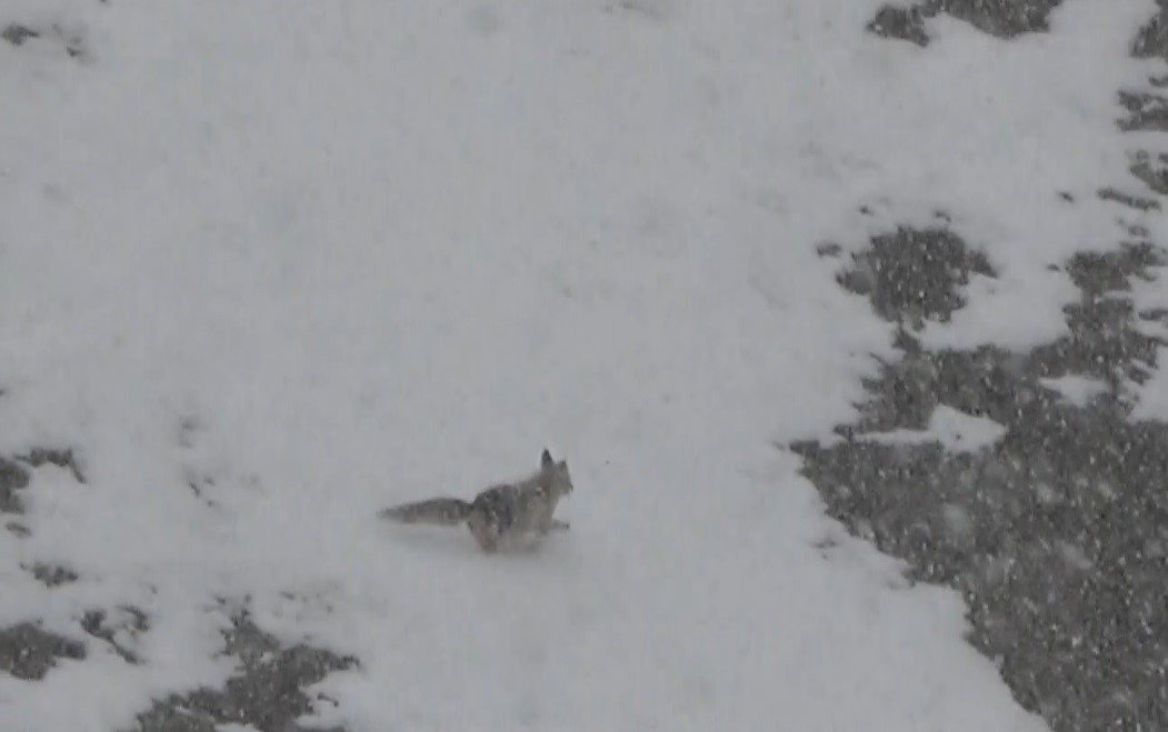 Yiyecek arayan tilki köye indi