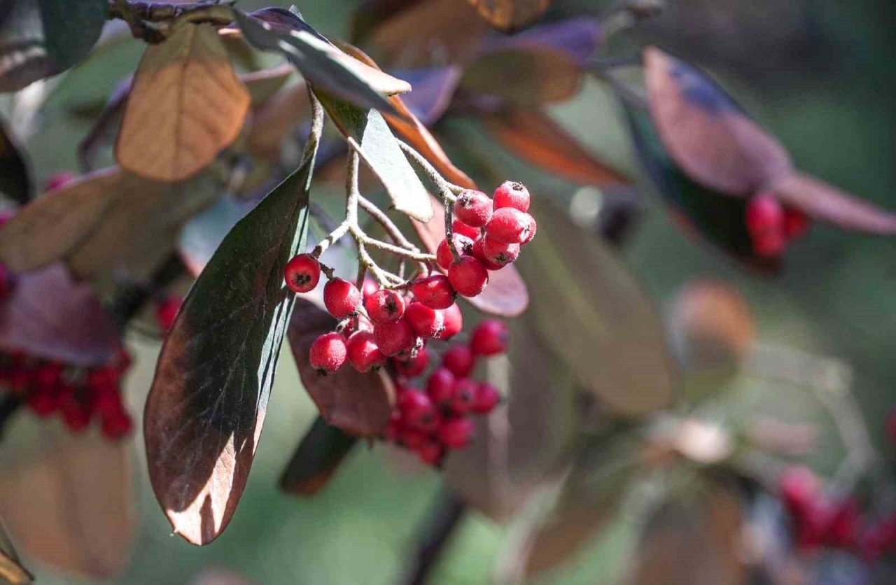 Keçiören’e bahar geldi