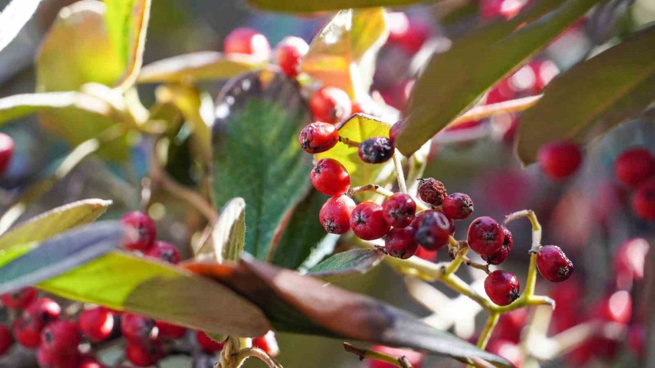 Keçiören’e bahar geldi