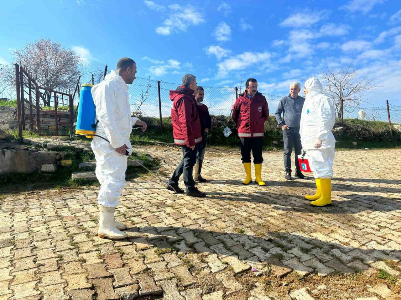 Siirt’te şap hastalığı için ilk etap aşılama çalışmaları tamamlandı