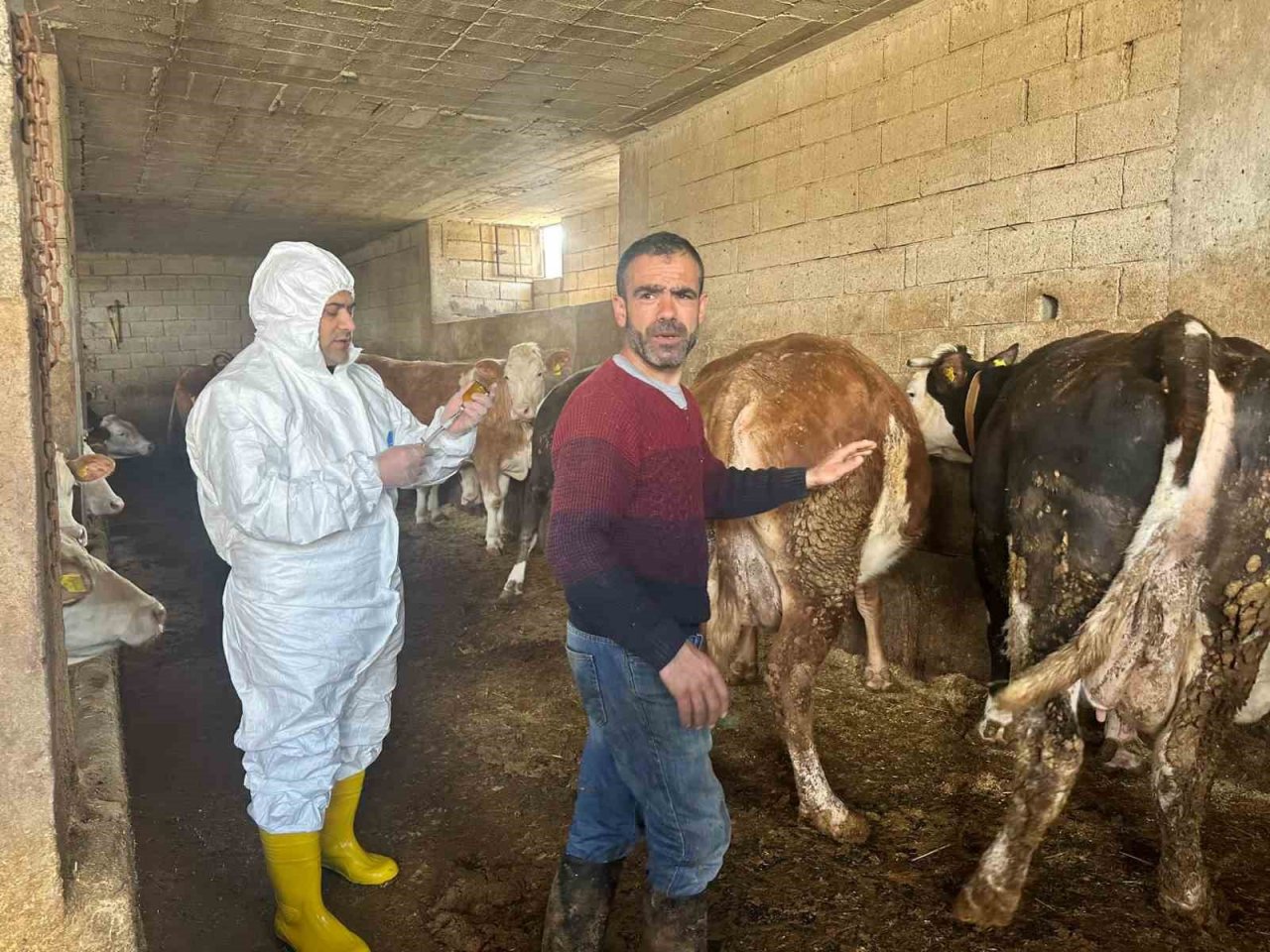 Siirt’te şap hastalığı için ilk etap aşılama çalışmaları tamamlandı