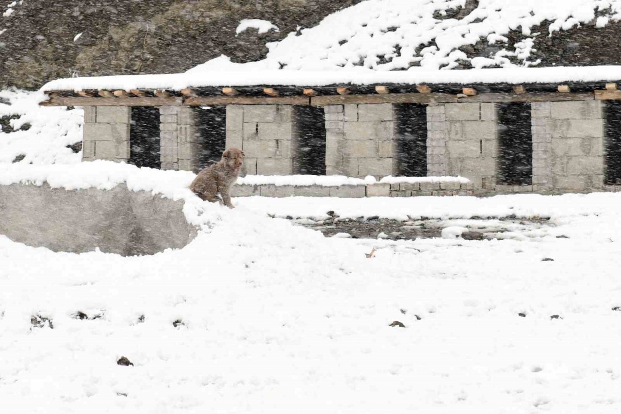 Çatak’ta kar yağışı