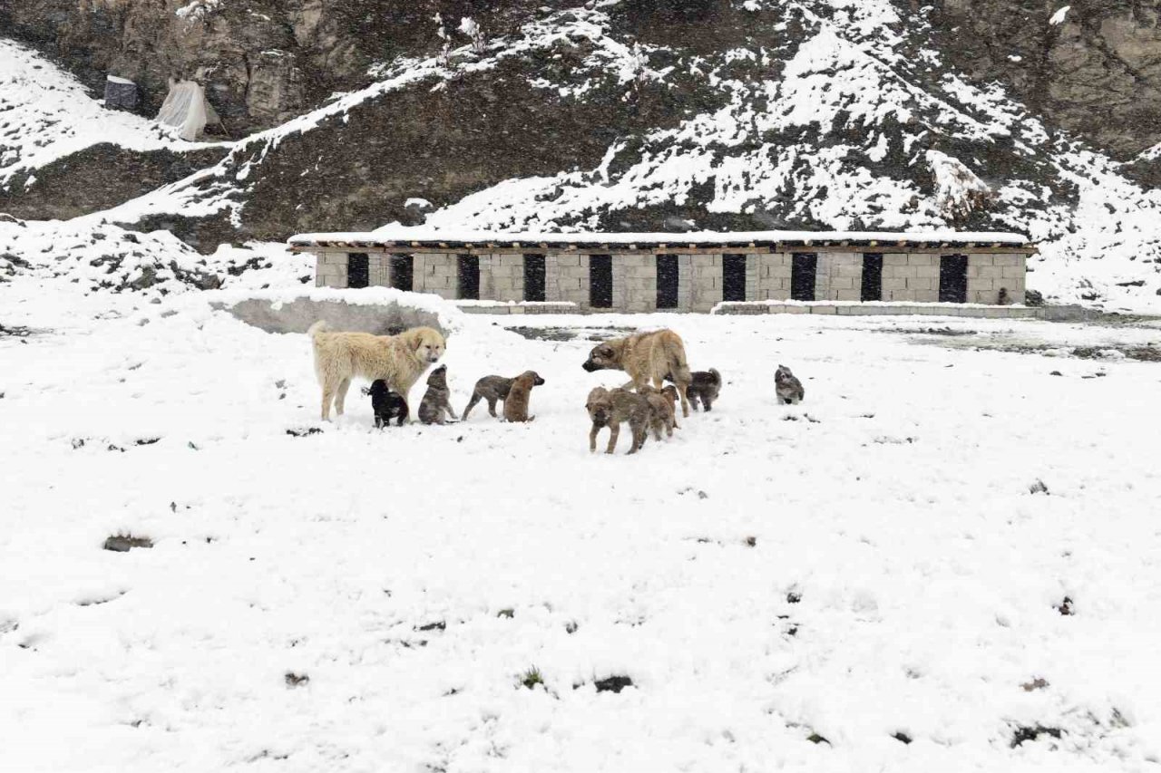 Çatak’ta kar yağışı