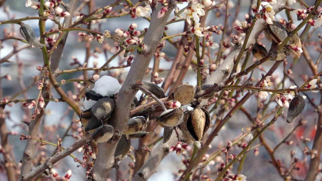 Üreticiler zirai dona karşı uyarıldı