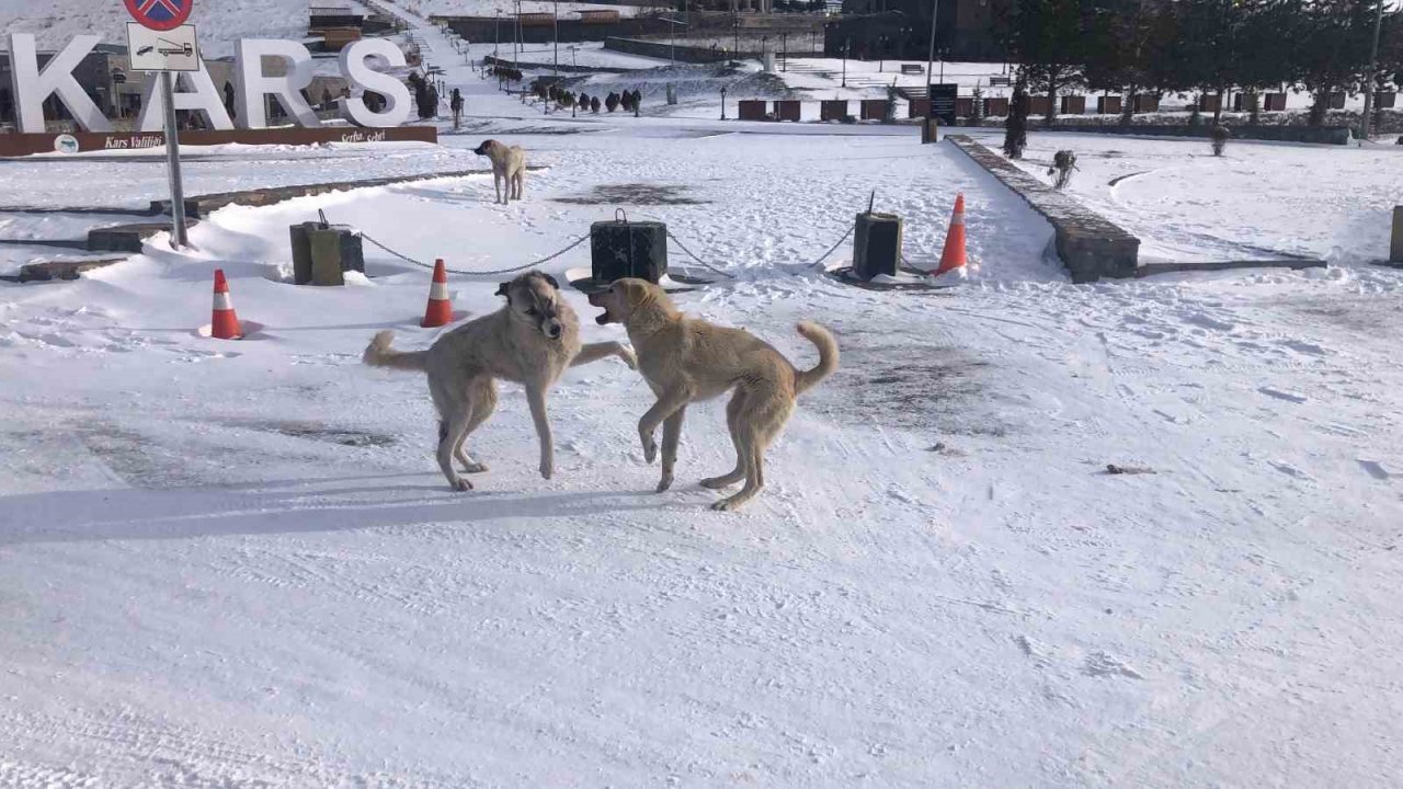 Nisan ayında beyaza bürünen Kars böyle görüntülendi