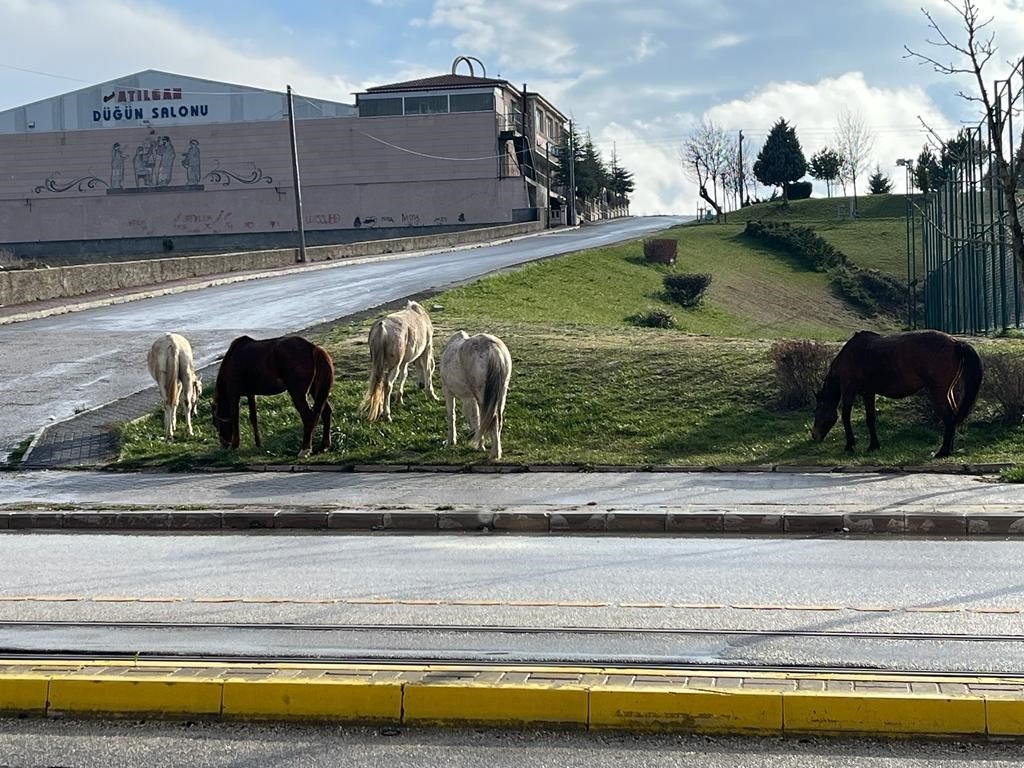 Cadde kenarındaki başıboş atlar trafiği tehlikeye soktu