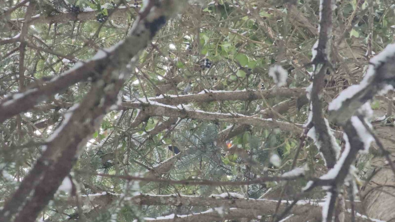 İtfaiye bu kez ağaca takılı kalan dronu kurtarmak için seferber oldu