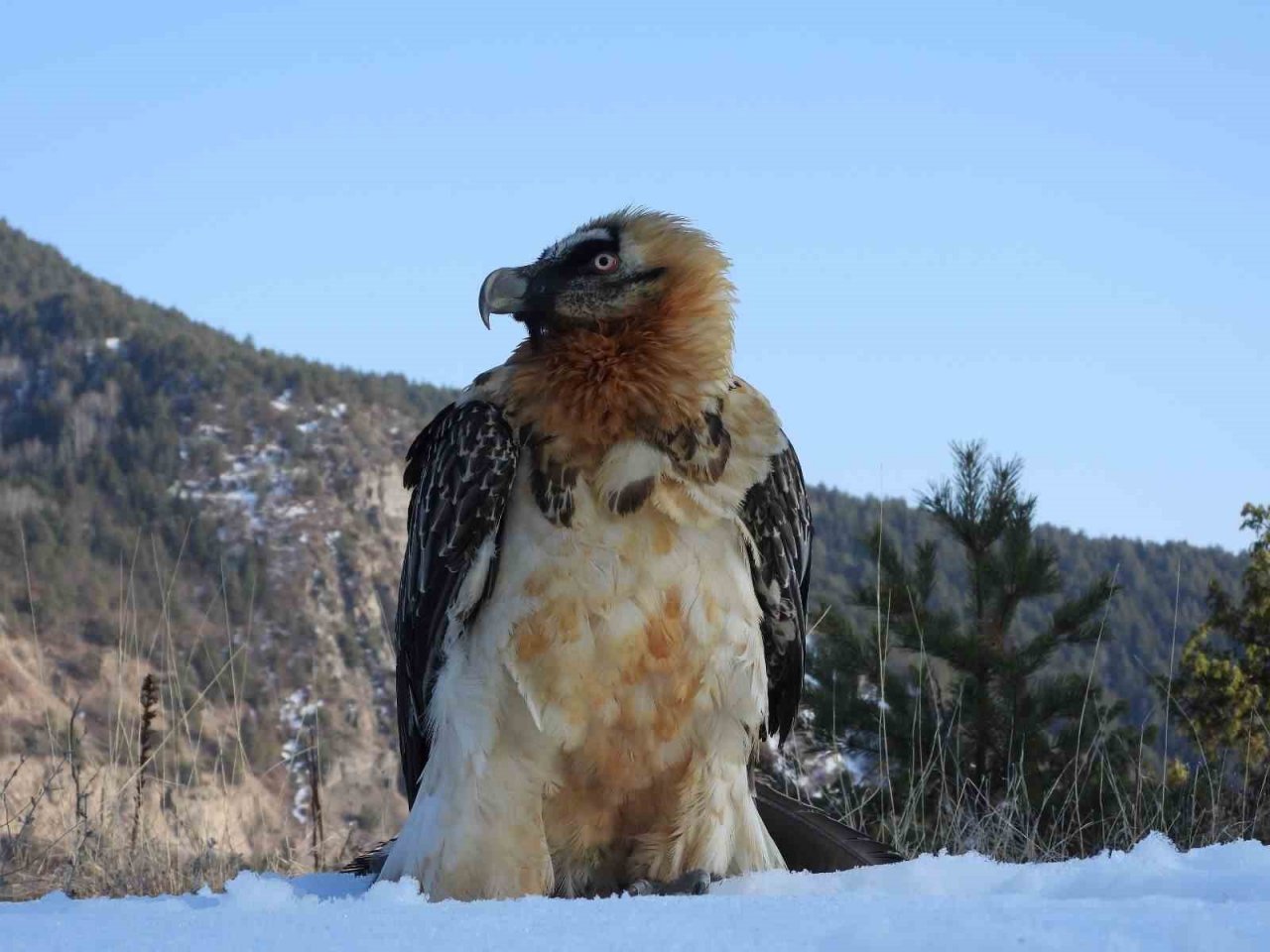 ‘Tehlikedeki türler’ kategorisindeki sakallı akbabaya özel tedavi
