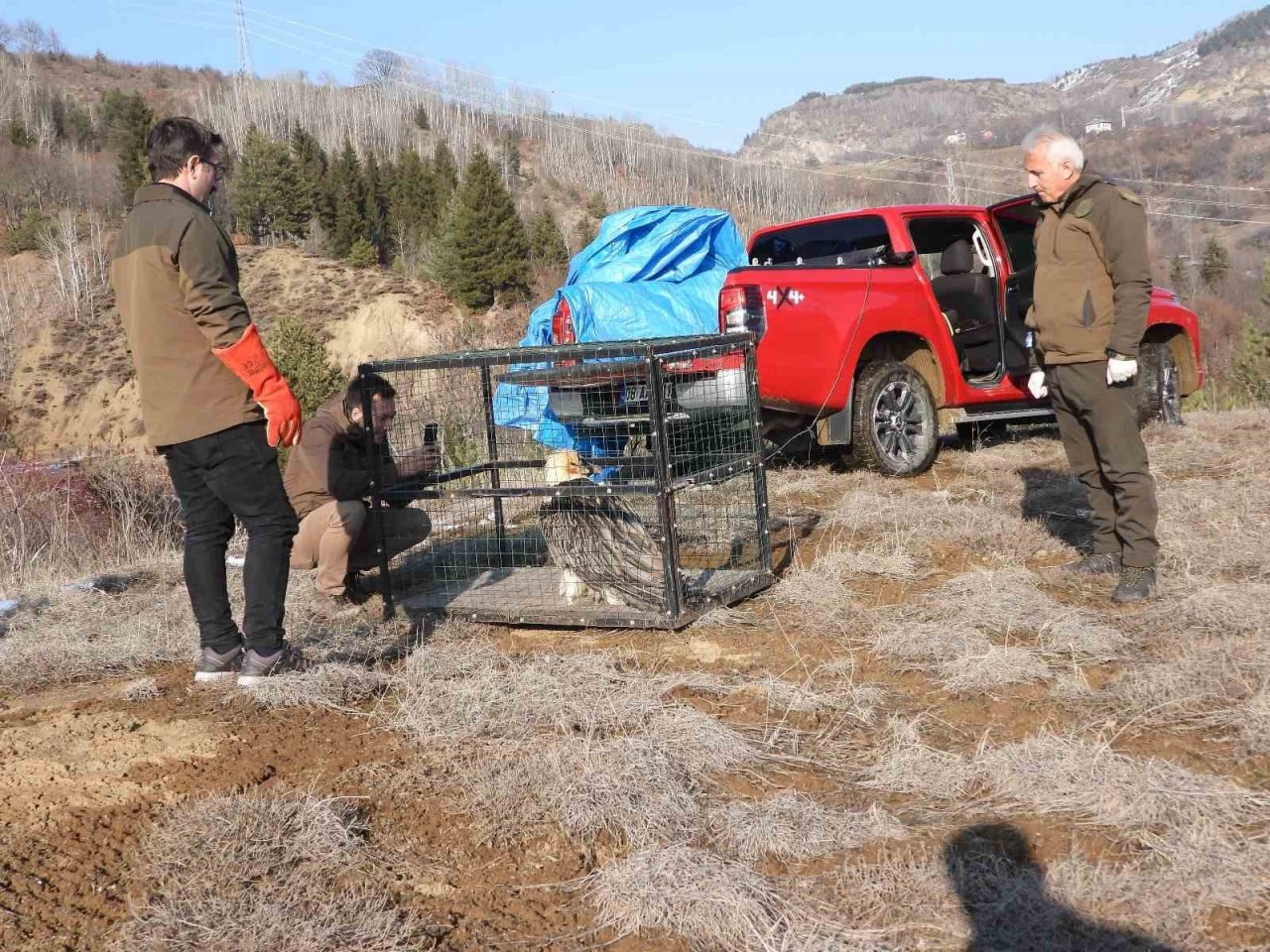 ‘Tehlikedeki türler’ kategorisindeki sakallı akbabaya özel tedavi