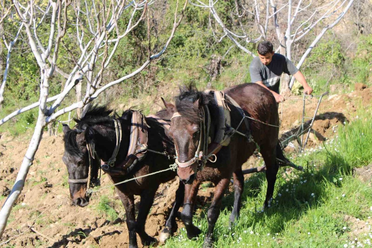 Engebeli arazilerde atlar çiftçinin imdadına yetişiyor
