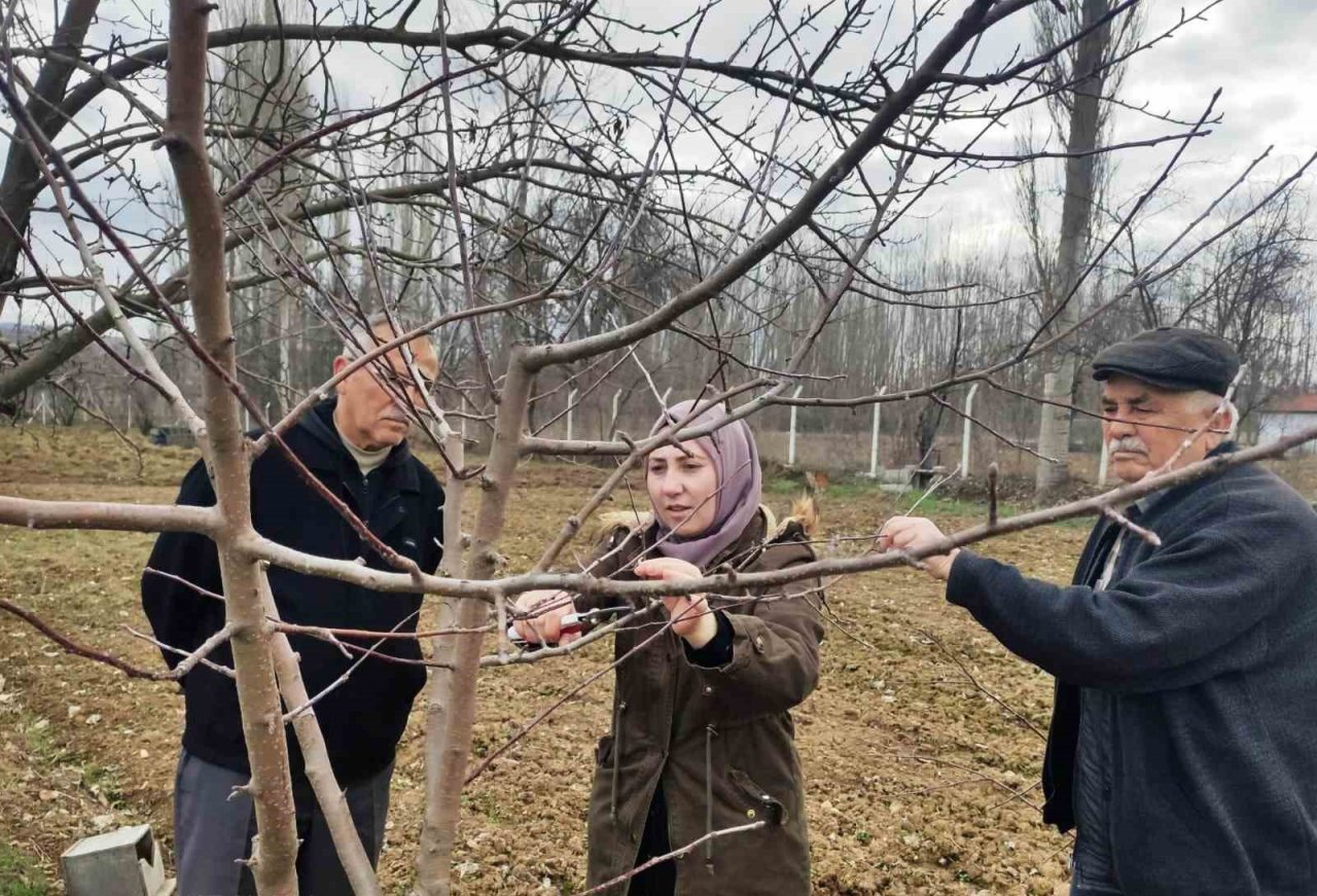 Hisarcık’ta çiftçilere meyve ağaçlarında budama teknikleri eğitimi