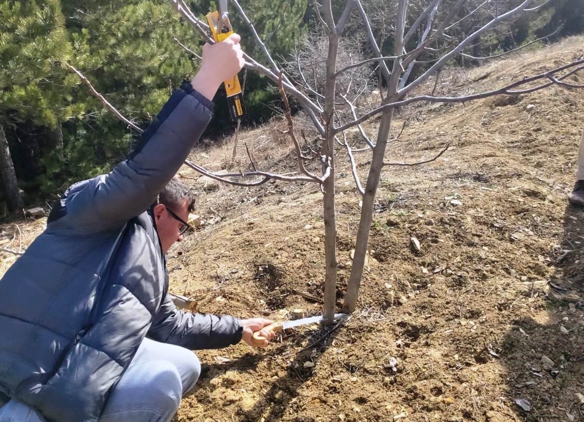 Hisarcık’ta çiftçilere meyve ağaçlarında budama teknikleri eğitimi