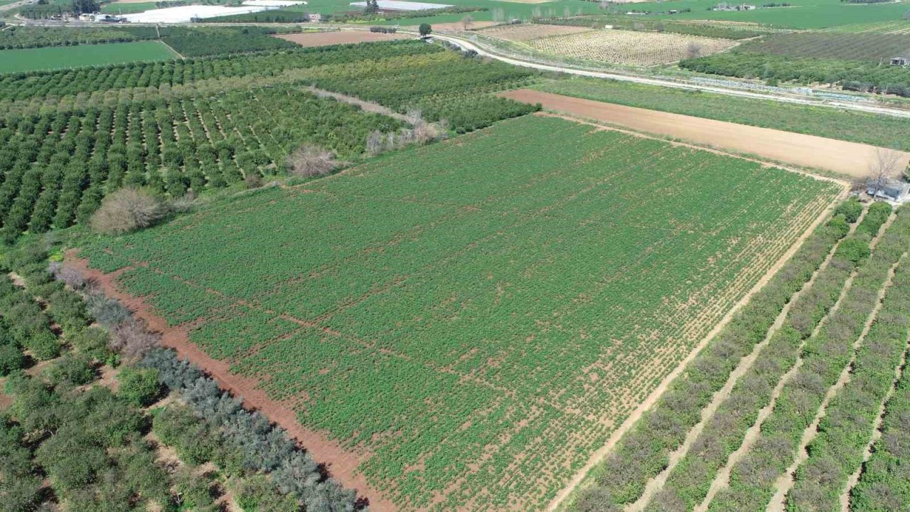 Geçen sene üzen patates, bu sene üreticinin yüzünü güldürecek