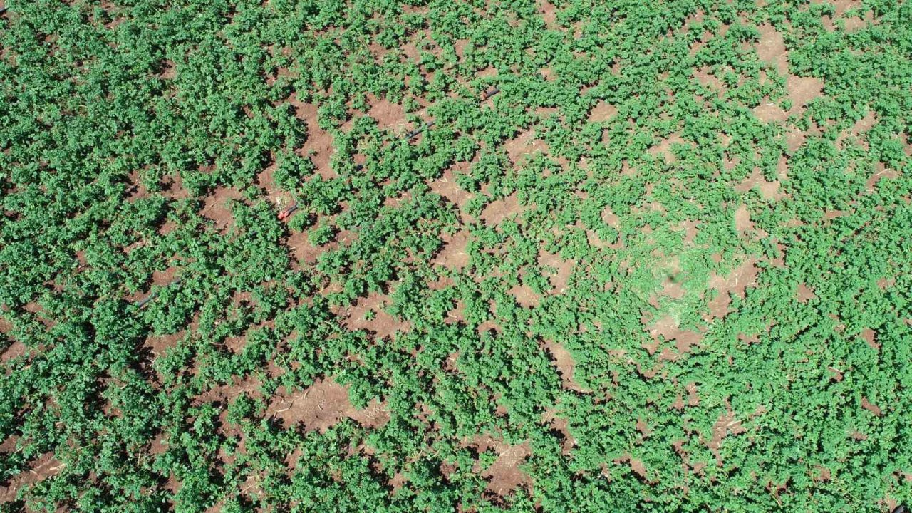 Geçen sene üzen patates, bu sene üreticinin yüzünü güldürecek