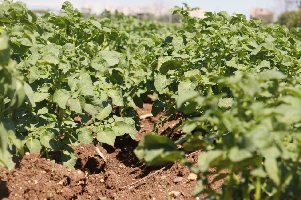 Geçen sene üzen patates, bu sene üreticinin yüzünü güldürecek