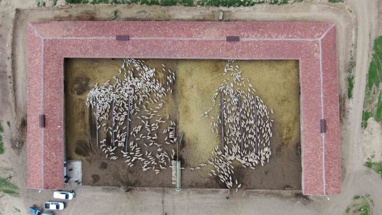 Kuzuların, anneleriyle renkli buluşması