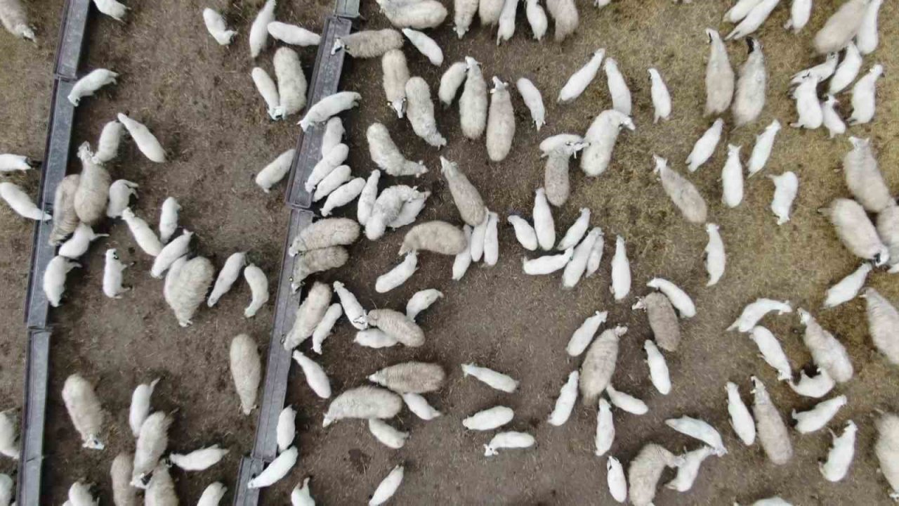 Kuzuların, anneleriyle renkli buluşması