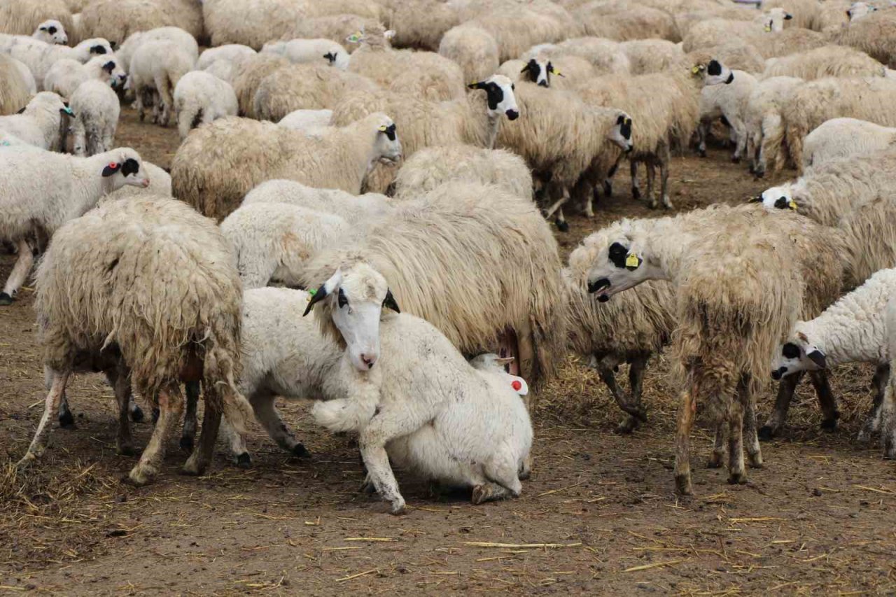 Kuzuların, anneleriyle renkli buluşması