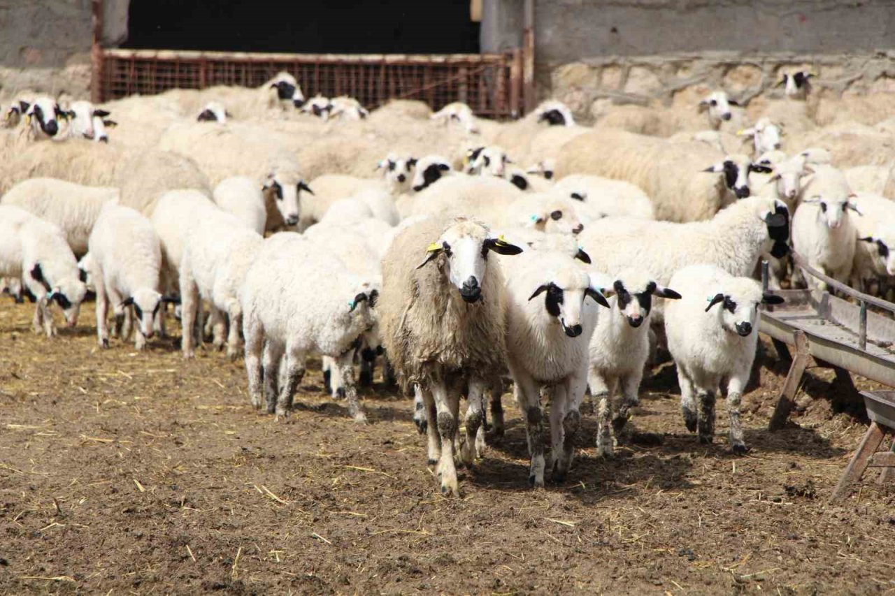 Kuzuların, anneleriyle renkli buluşması
