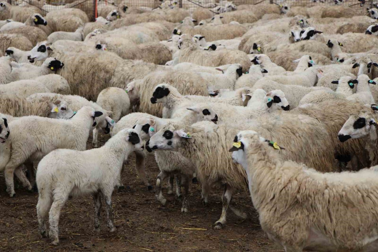 Kuzuların, anneleriyle renkli buluşması