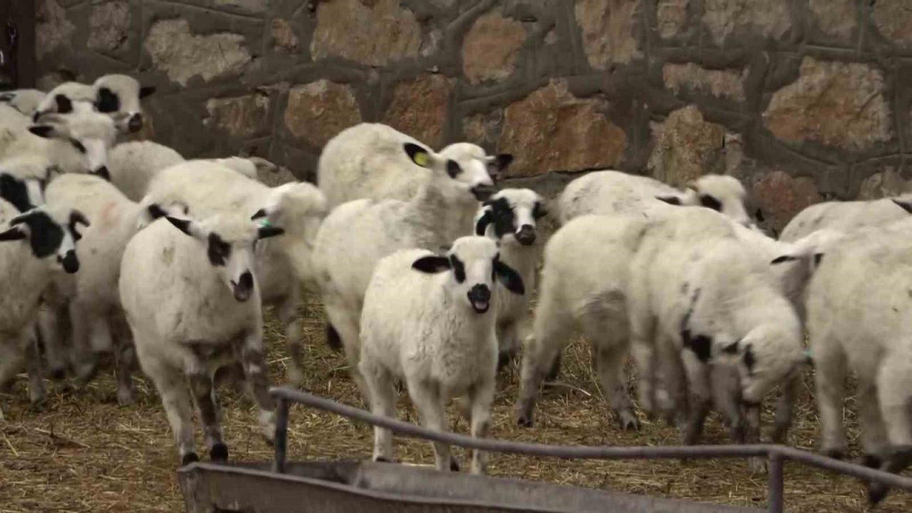 Kuzuların, anneleriyle renkli buluşması