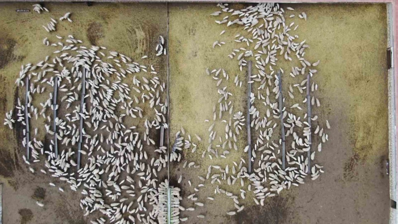 Kuzuların, anneleriyle renkli buluşması