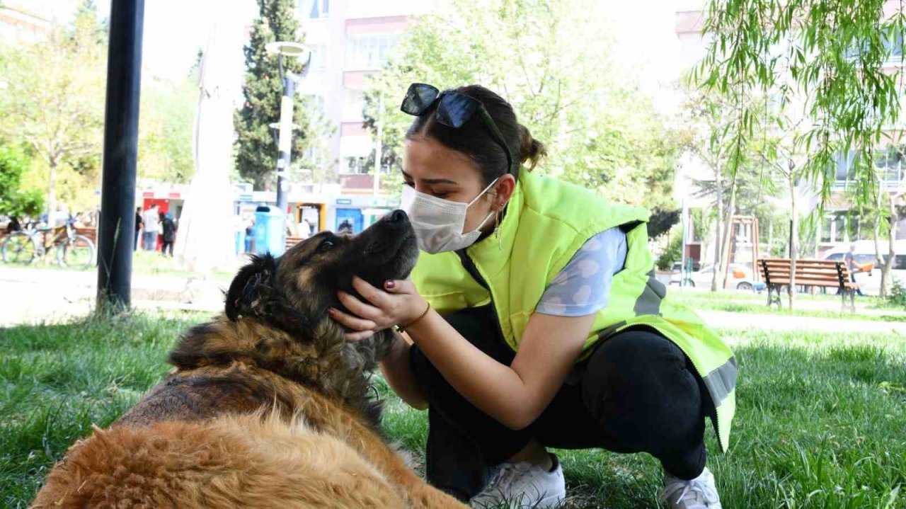 Balıkesir Büyükşehir sokak hayvanlarının yanında