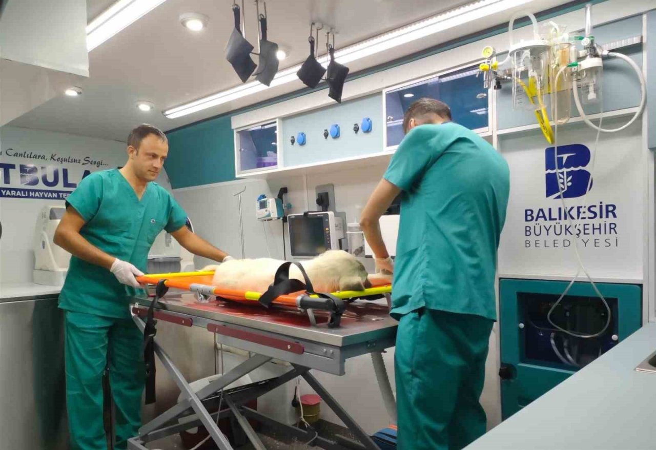 Balıkesir Büyükşehir sokak hayvanlarının yanında