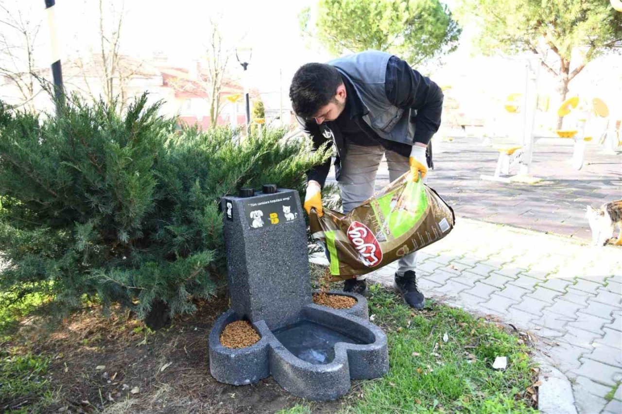 Balıkesir Büyükşehir sokak hayvanlarının yanında