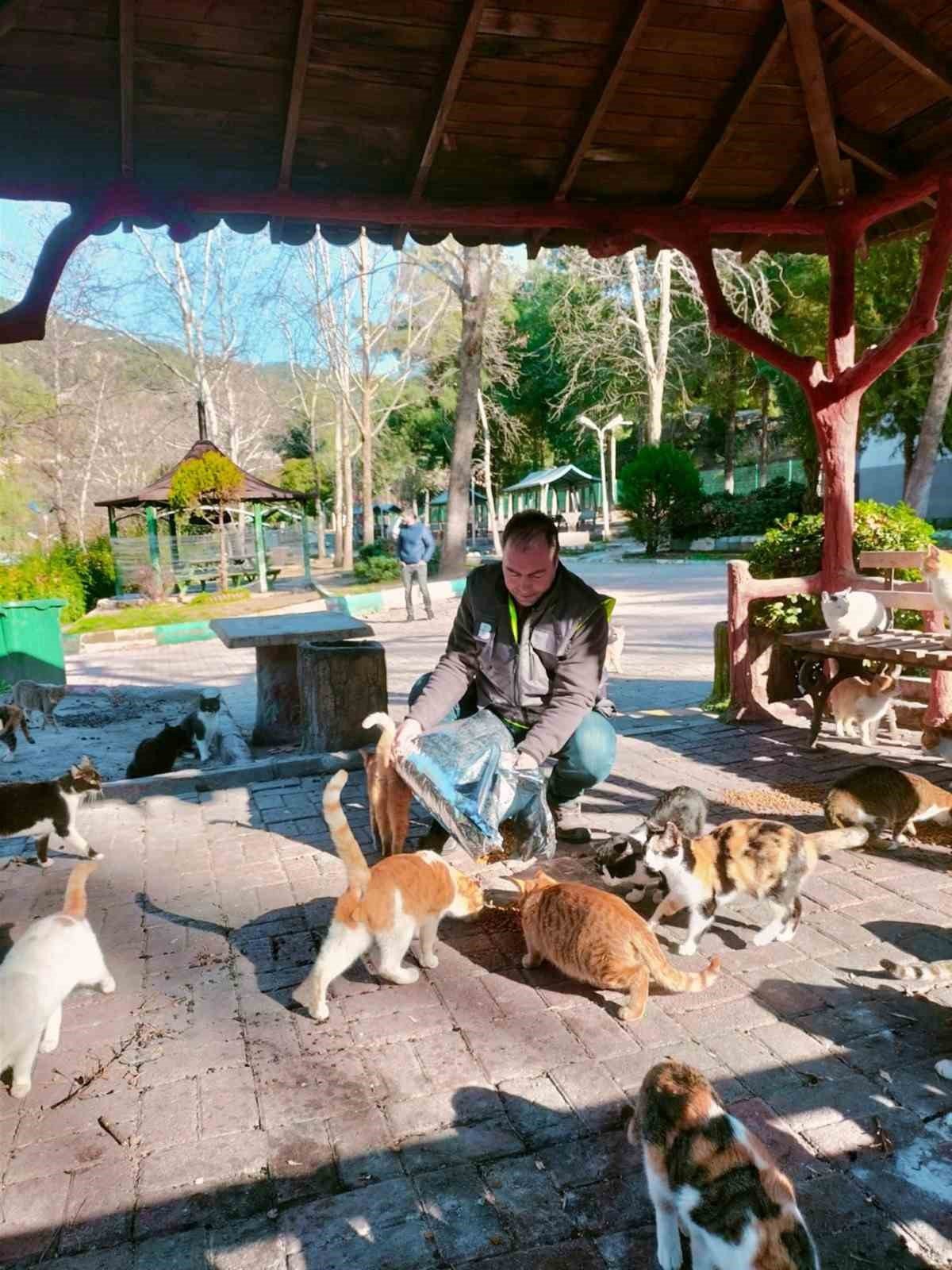 Balıkesir Büyükşehir sokak hayvanlarının yanında