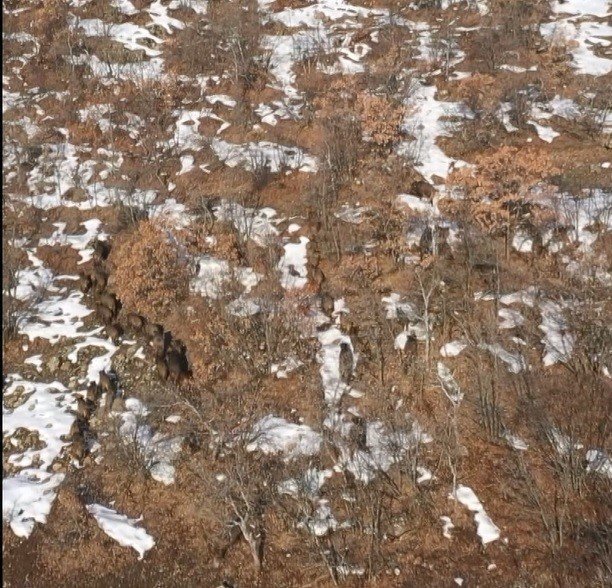 Bingöl’de domuz sürüsü dron ile görüntülendi