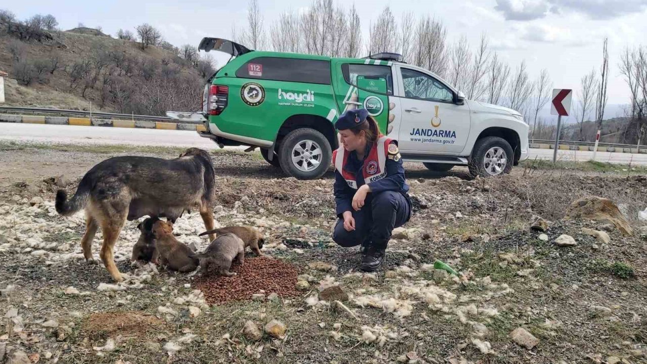 Jandarma ekipleri Sokak Hayvanlarını Koruma Günü’nde hayvanları unutmadı
