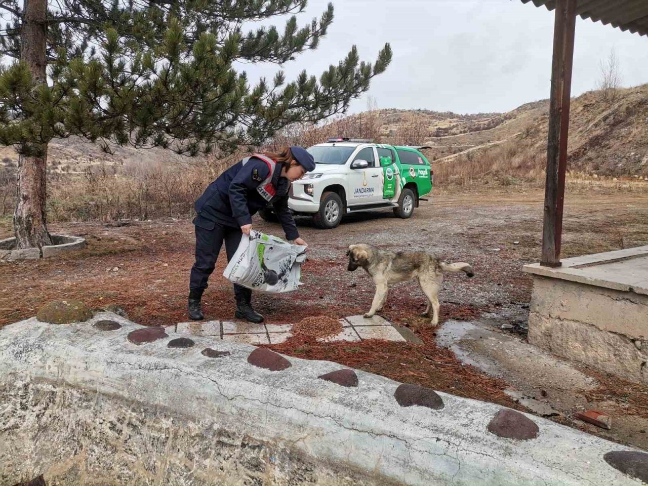 Jandarma ekipleri Sokak Hayvanlarını Koruma Günü’nde hayvanları unutmadı