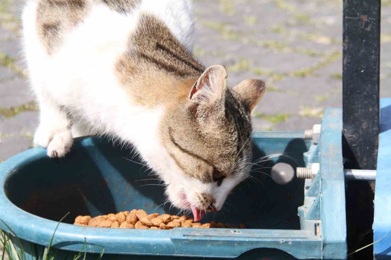 Elazığ’da sokak hayvanları unutulmadı