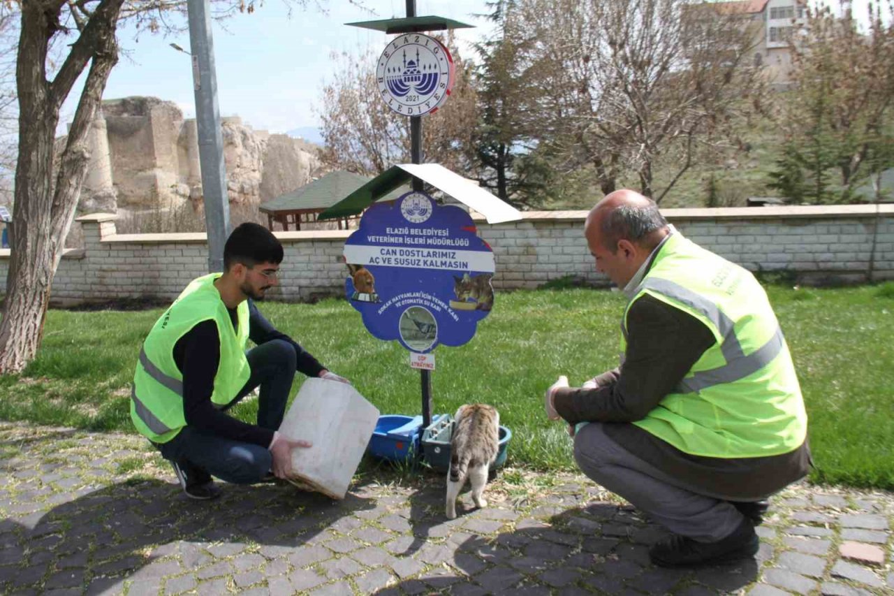 Elazığ’da sokak hayvanları unutulmadı