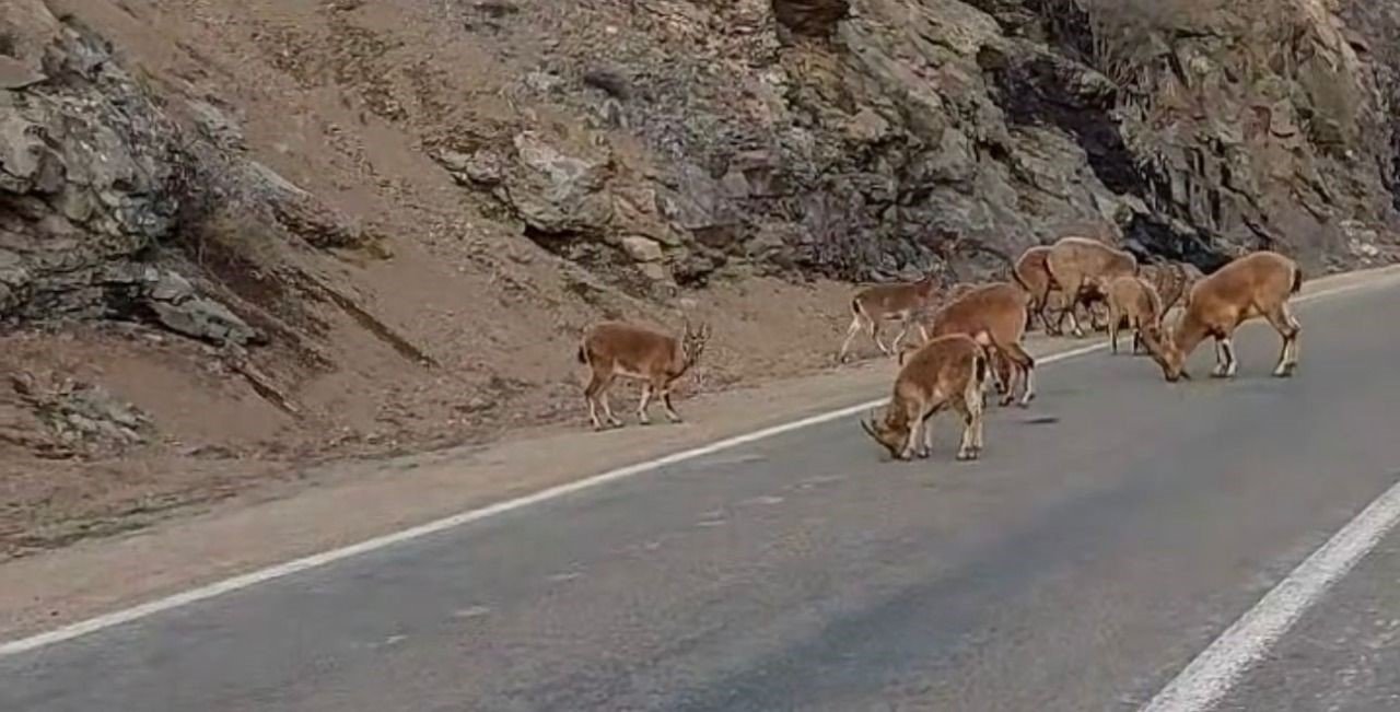 Buzlanmayı önlemek için yola dökülen tuzlar dağ keçilerine yaradı
