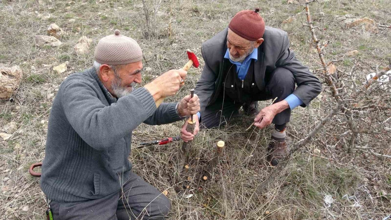 Huzuru yabani meyve ağaçlarını aşılayarak buluyorlar