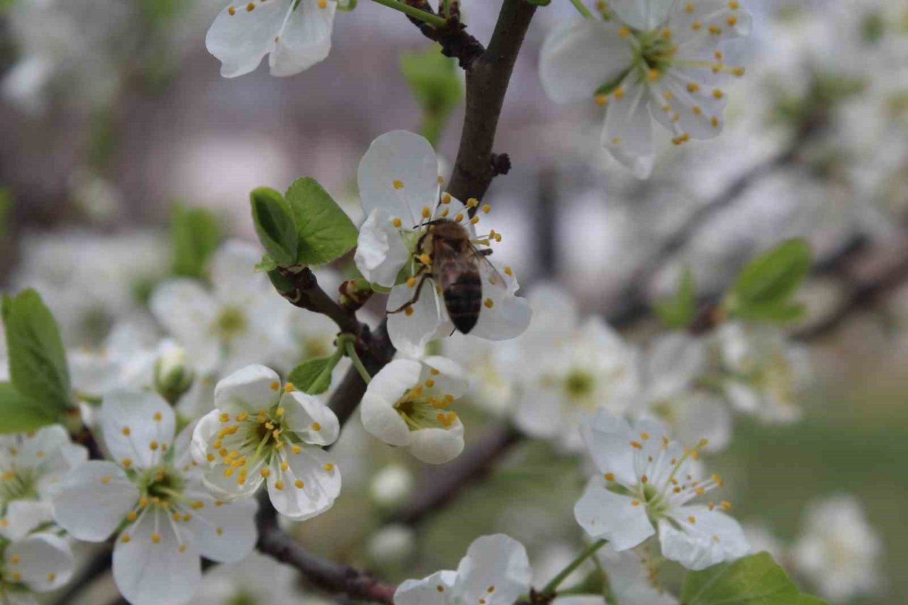 Iğdır’da kış ve bahar ayı bir arada