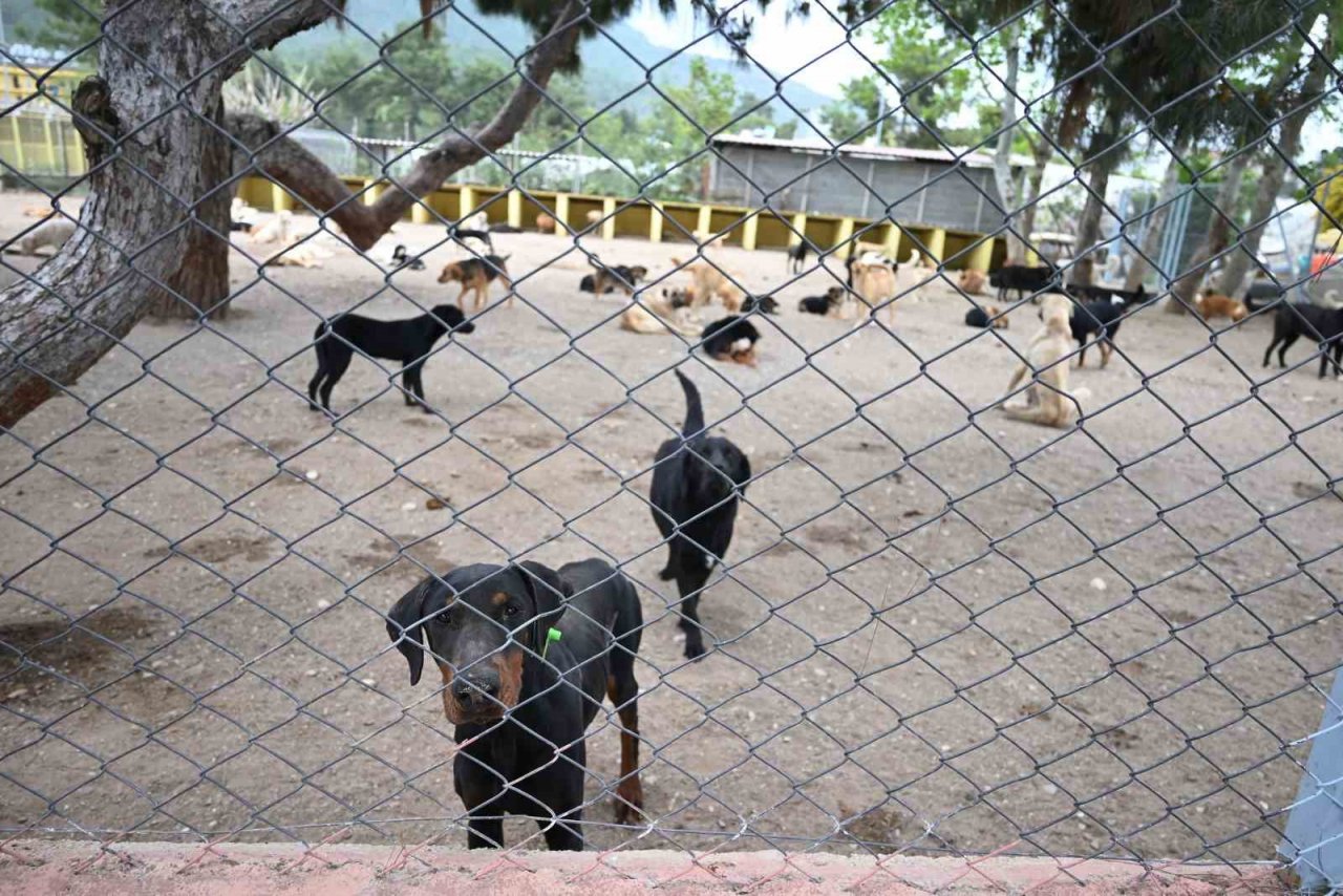 Kemer’de hayvan barınağı incelendi