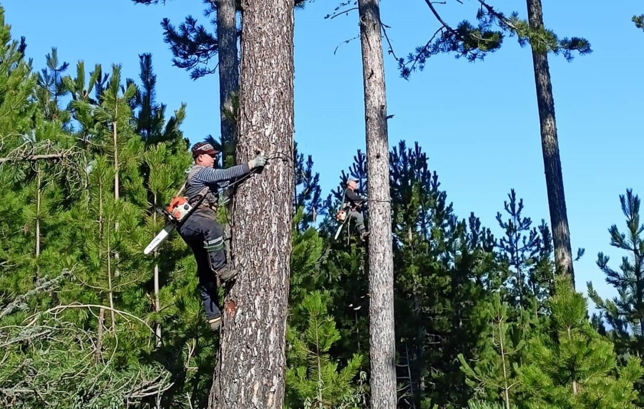 Kütahya OBM’nin ormanların gençleştirilmesi çalışmaları